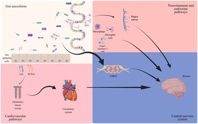 The interplay between the microbiota and opioid in the treatment of neuropathic pain